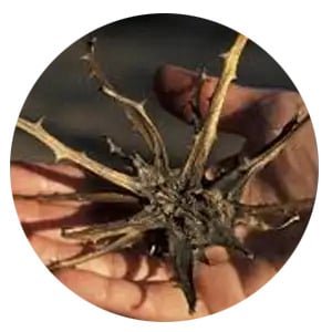 Joint Glide Ingredients